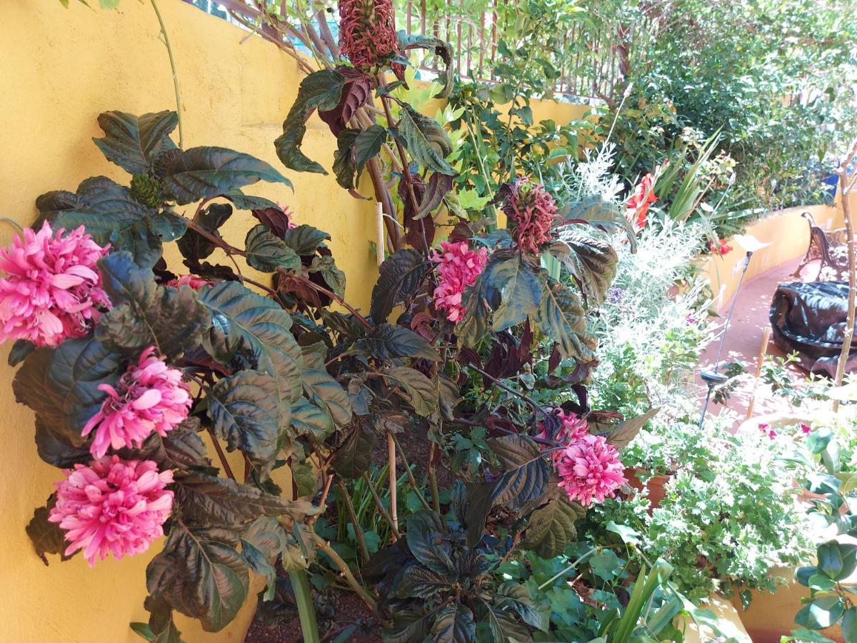 Casa Maestro Lelo - Acogedora Casa Rural Canaria Con Patios Y Jardines De Flores Las Palmas de Gran Canaria Exteriör bild