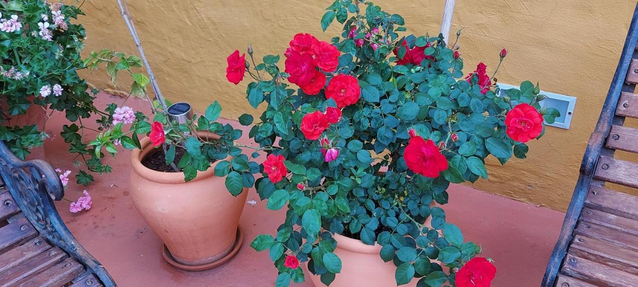 Casa Maestro Lelo - Acogedora Casa Rural Canaria Con Patios Y Jardines De Flores Las Palmas de Gran Canaria Exteriör bild